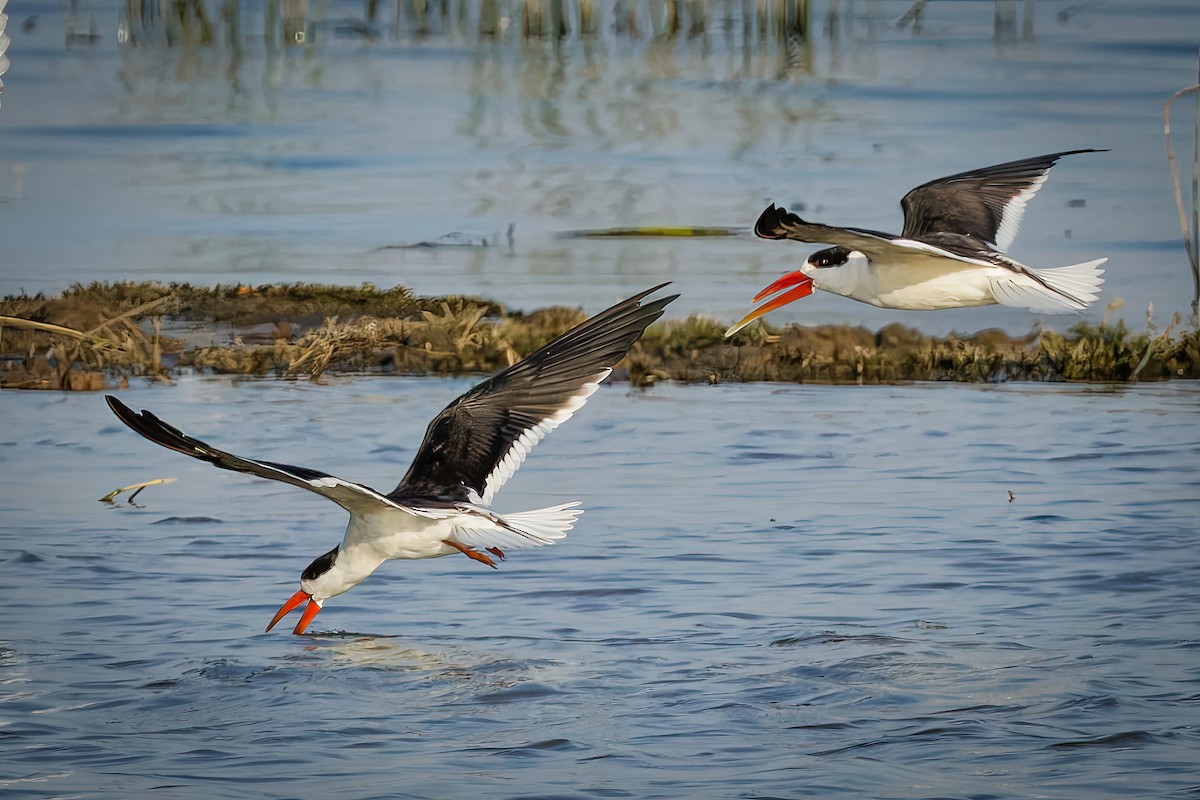 Indian Skimmer - ML647071124