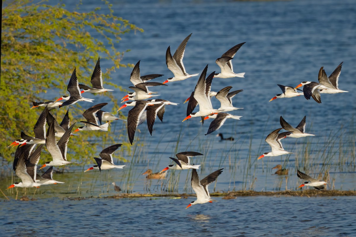 Indian Skimmer - ML647071125
