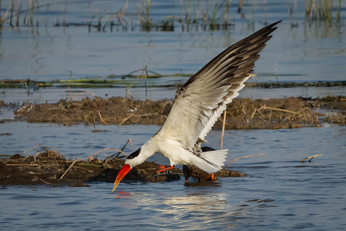 Indian Skimmer - ML647071126
