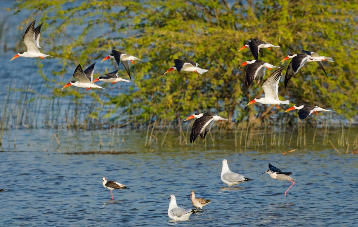 Indian Skimmer - ML647071127