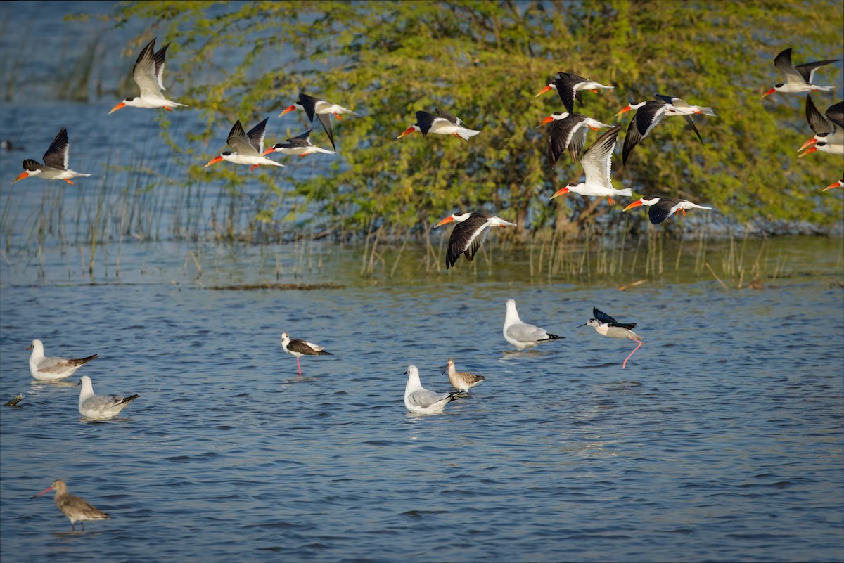 Indian Skimmer - ML647071128