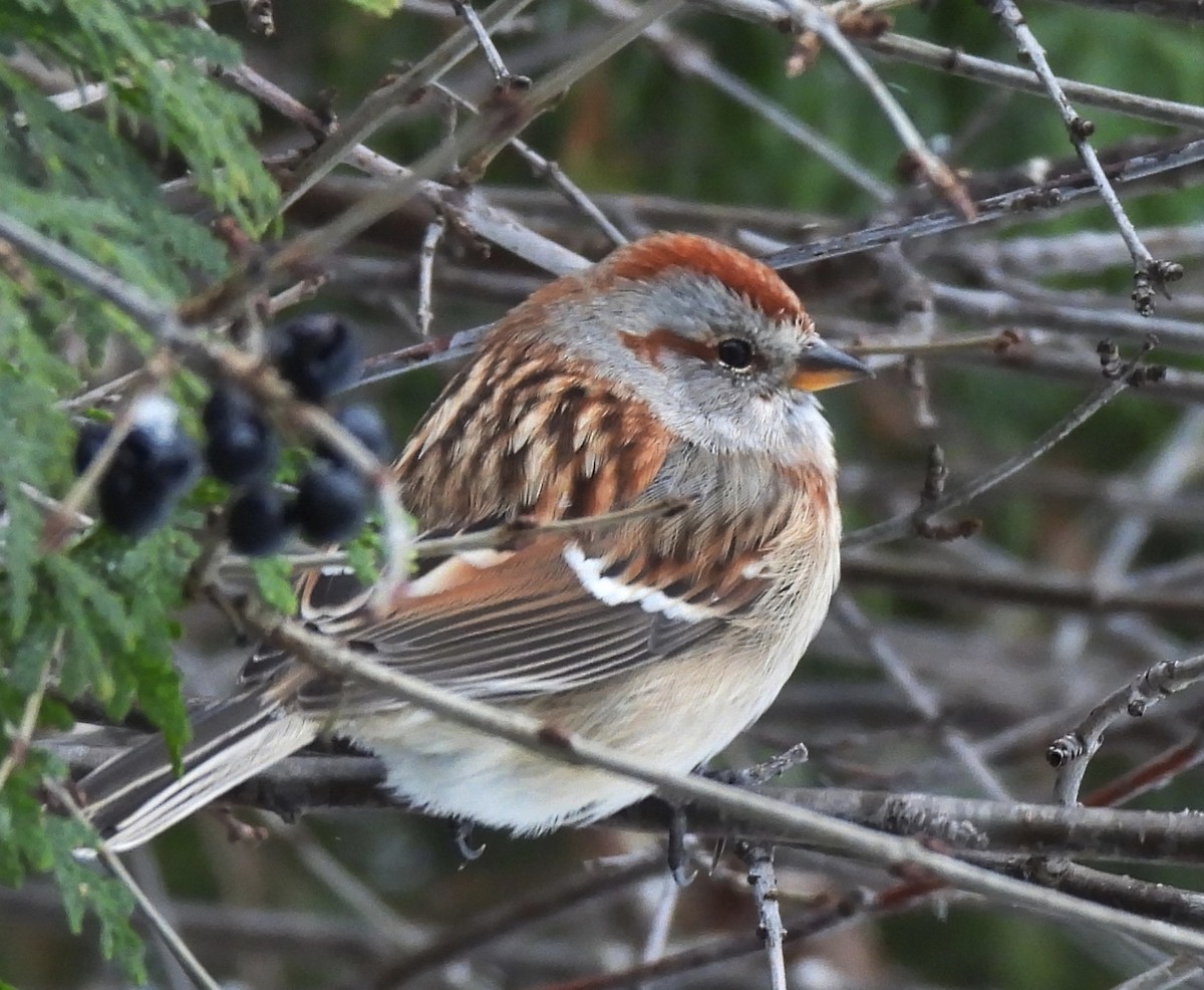 ムナフヒメドリ - ML647071147