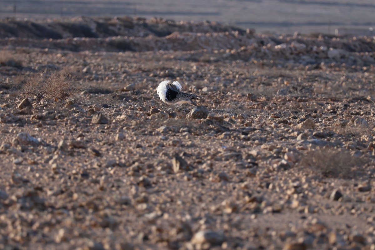 African Houbara - ML647071148