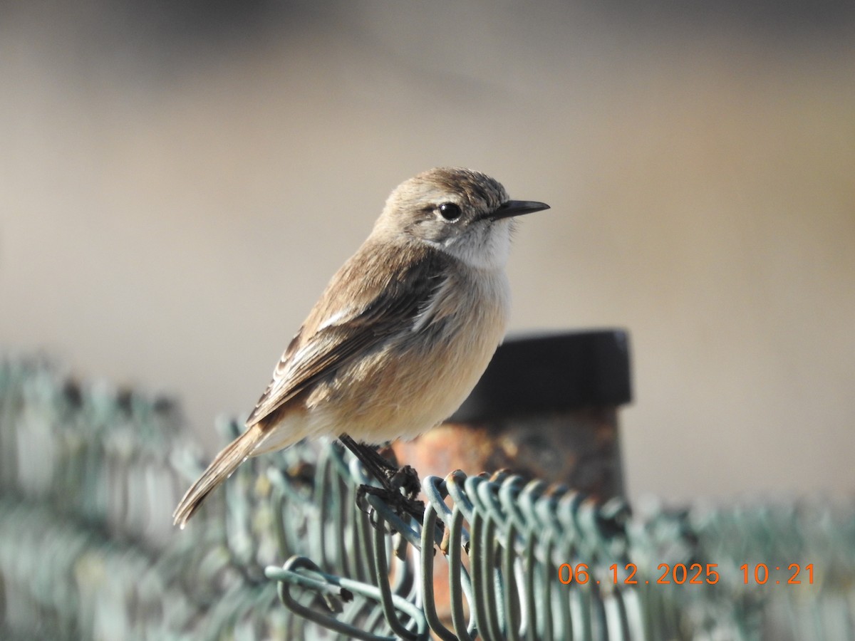 Fuerteventura Stonechat - ML647071153