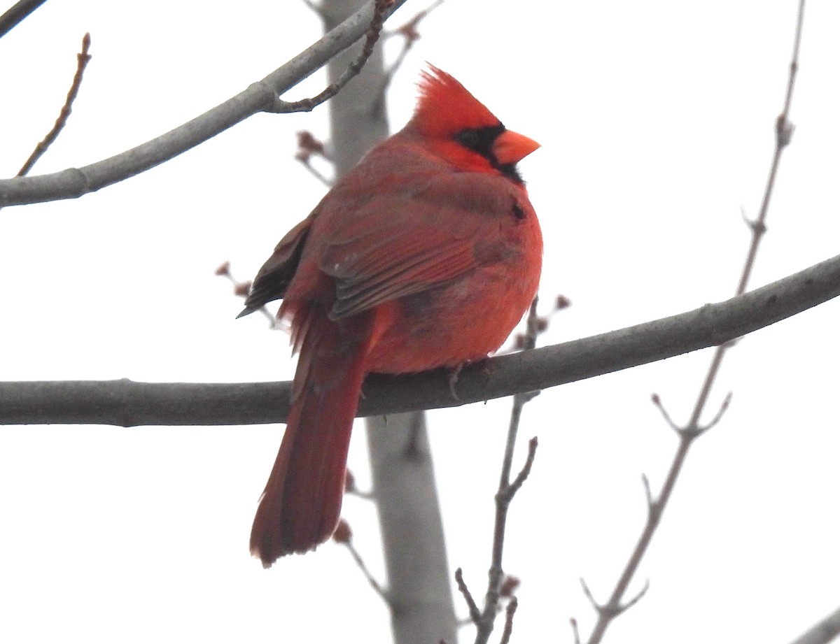 Northern Cardinal - ML647071154