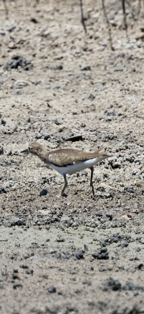 Common Sandpiper - ML647071157