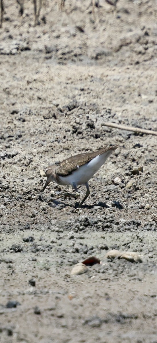 Common Sandpiper - ML647071158