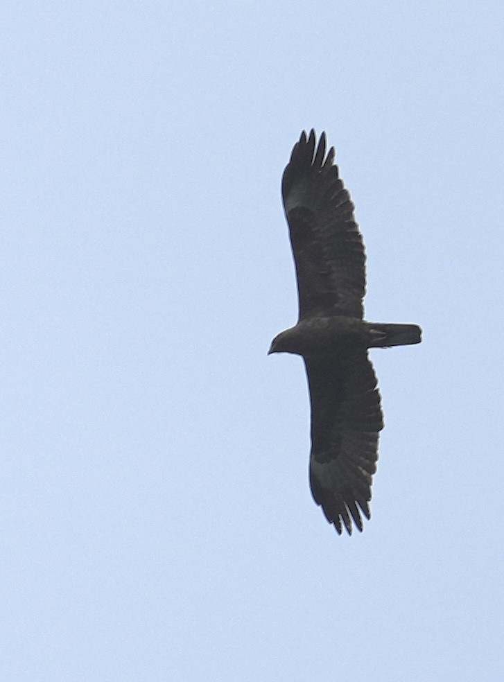 Wahlberg's Eagle - ML647071159