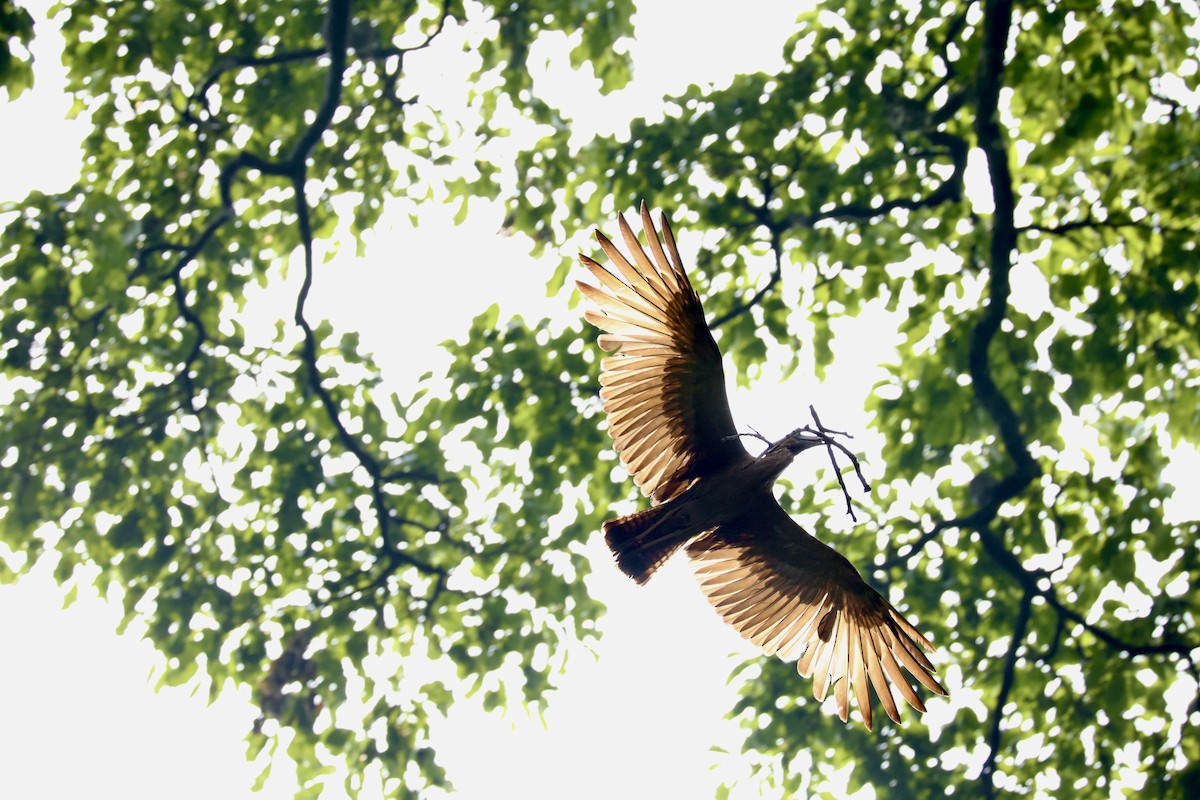 Hamerkop - ML647071160