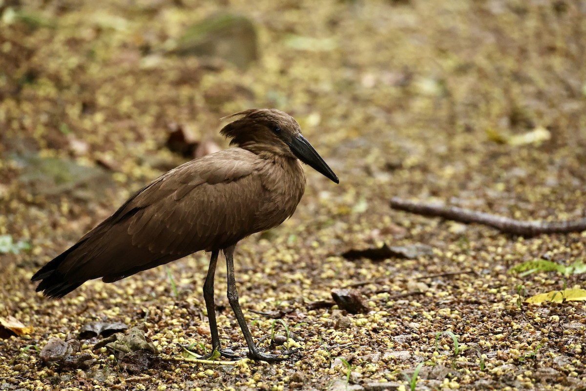 Hamerkop - ML647071161