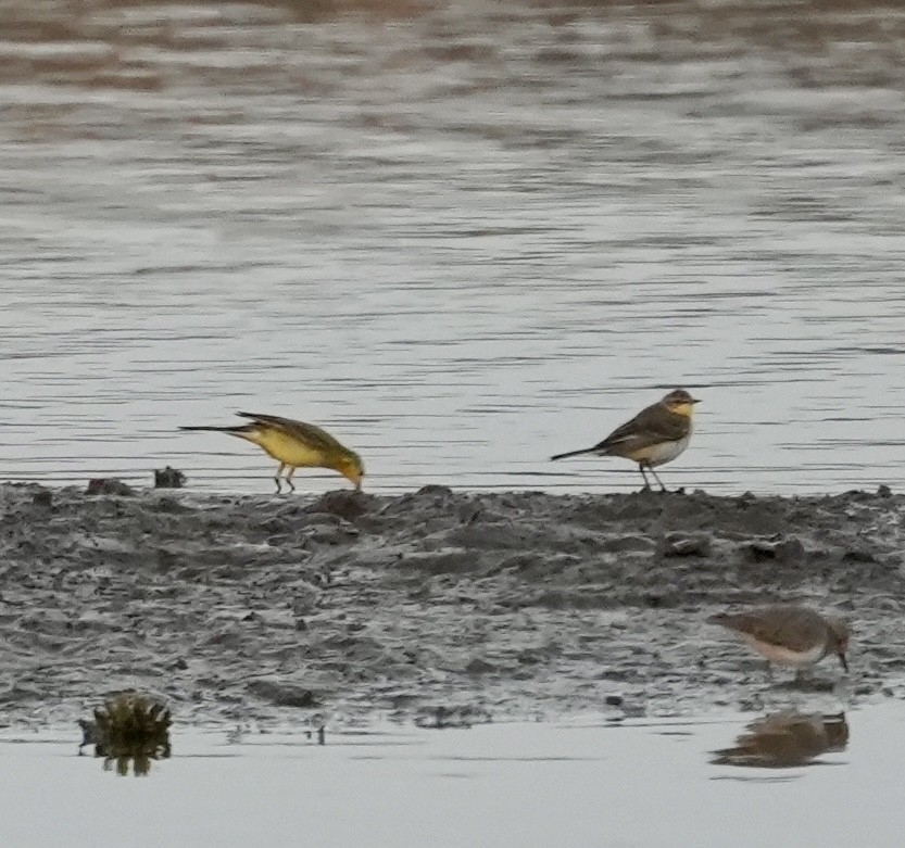 Western Yellow Wagtail - ML647071166