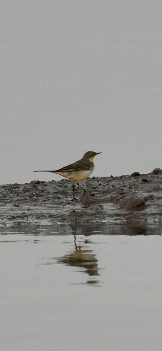 Western Yellow Wagtail - ML647071167