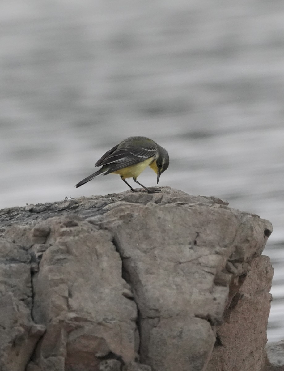 Western Yellow Wagtail - ML647071168
