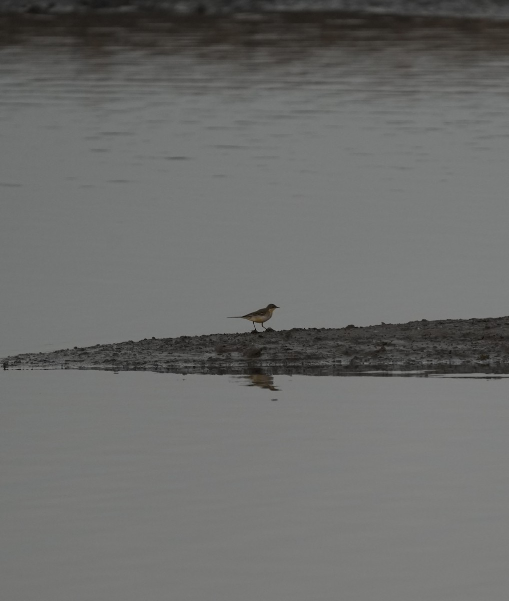 Western Yellow Wagtail - ML647071169