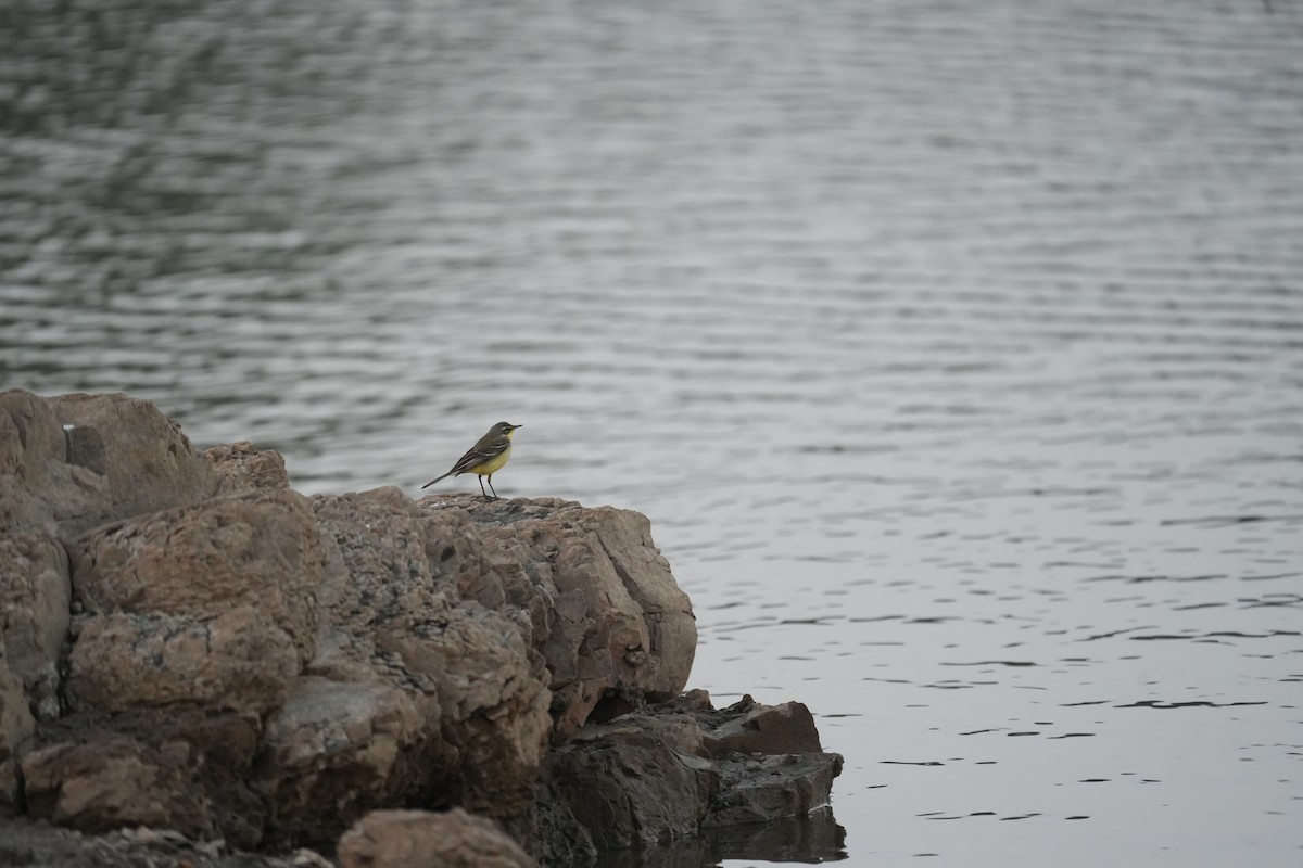 Western Yellow Wagtail - ML647071170