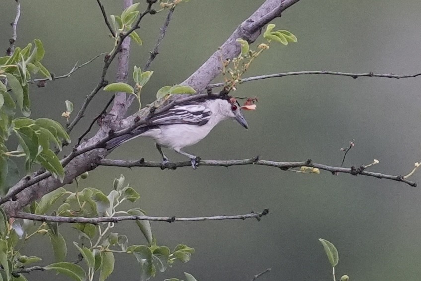 Black-backed Puffback - ML647071171