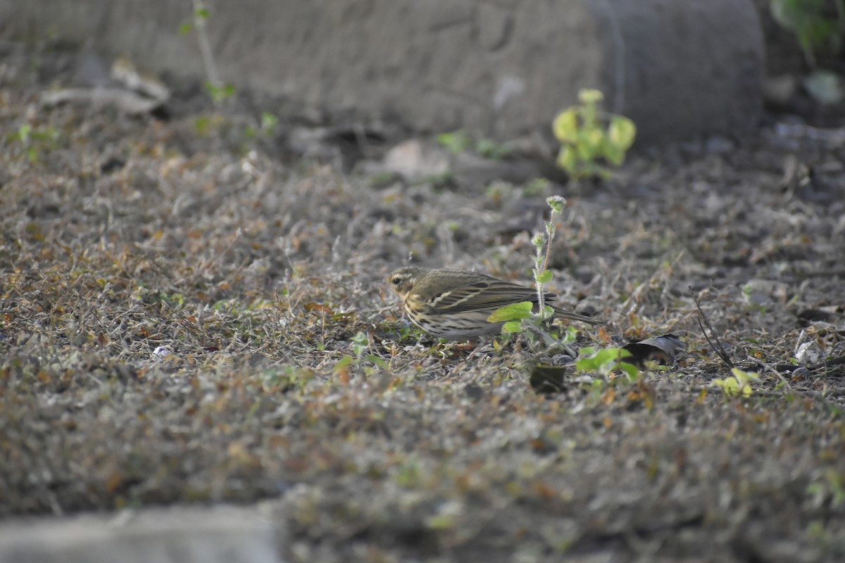 Olive-backed Pipit - ML647071172