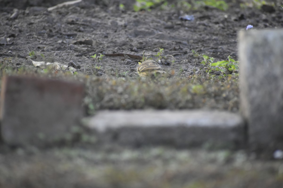 Olive-backed Pipit - ML647071173