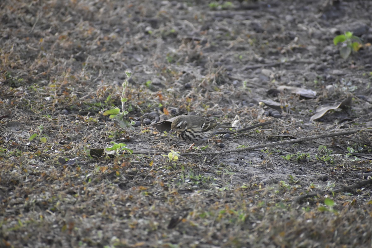 Olive-backed Pipit - ML647071174