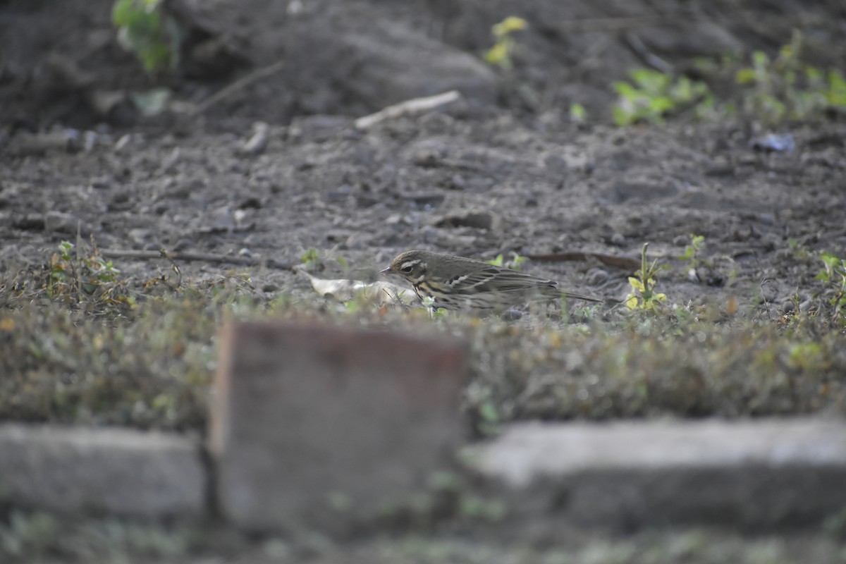 Olive-backed Pipit - ML647071175