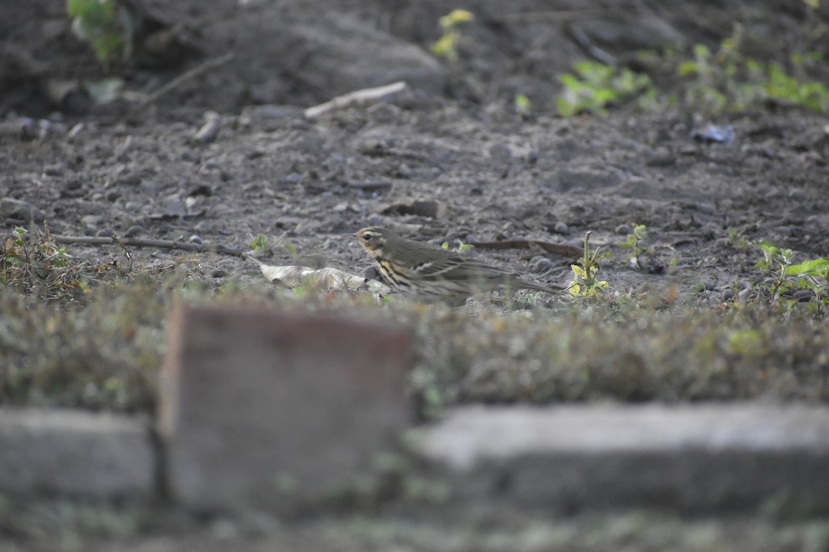 Olive-backed Pipit - ML647071176