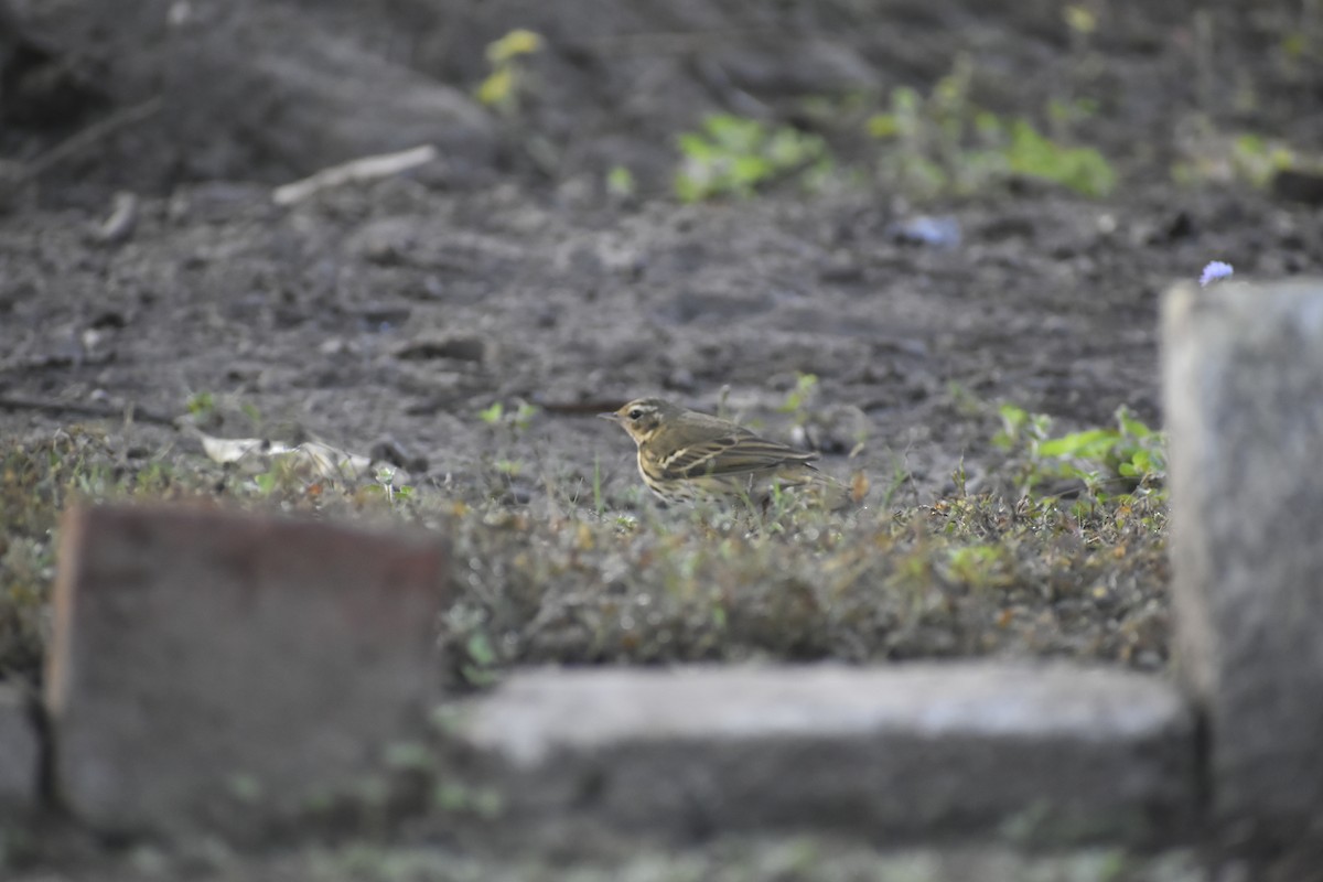 Olive-backed Pipit - ML647071177