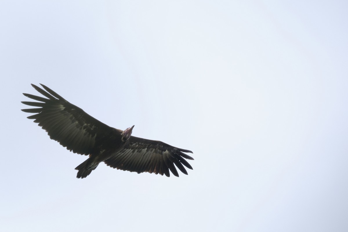 Hooded Vulture - ML647071187