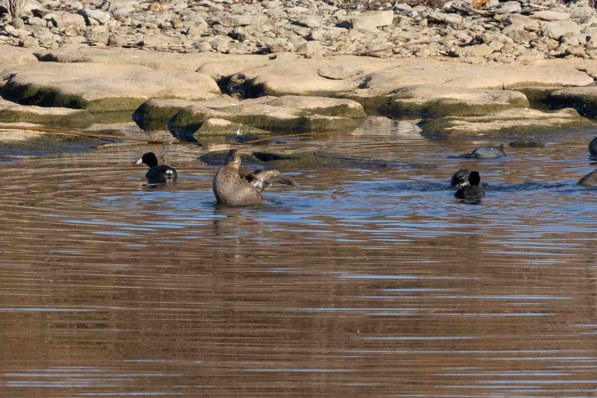 American Coot - ML647071188