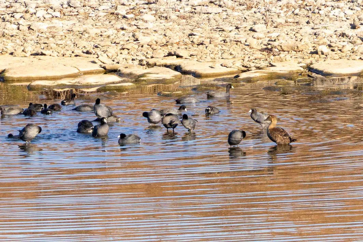 American Coot - ML647071189