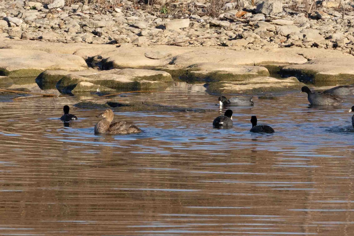 American Coot - ML647071190