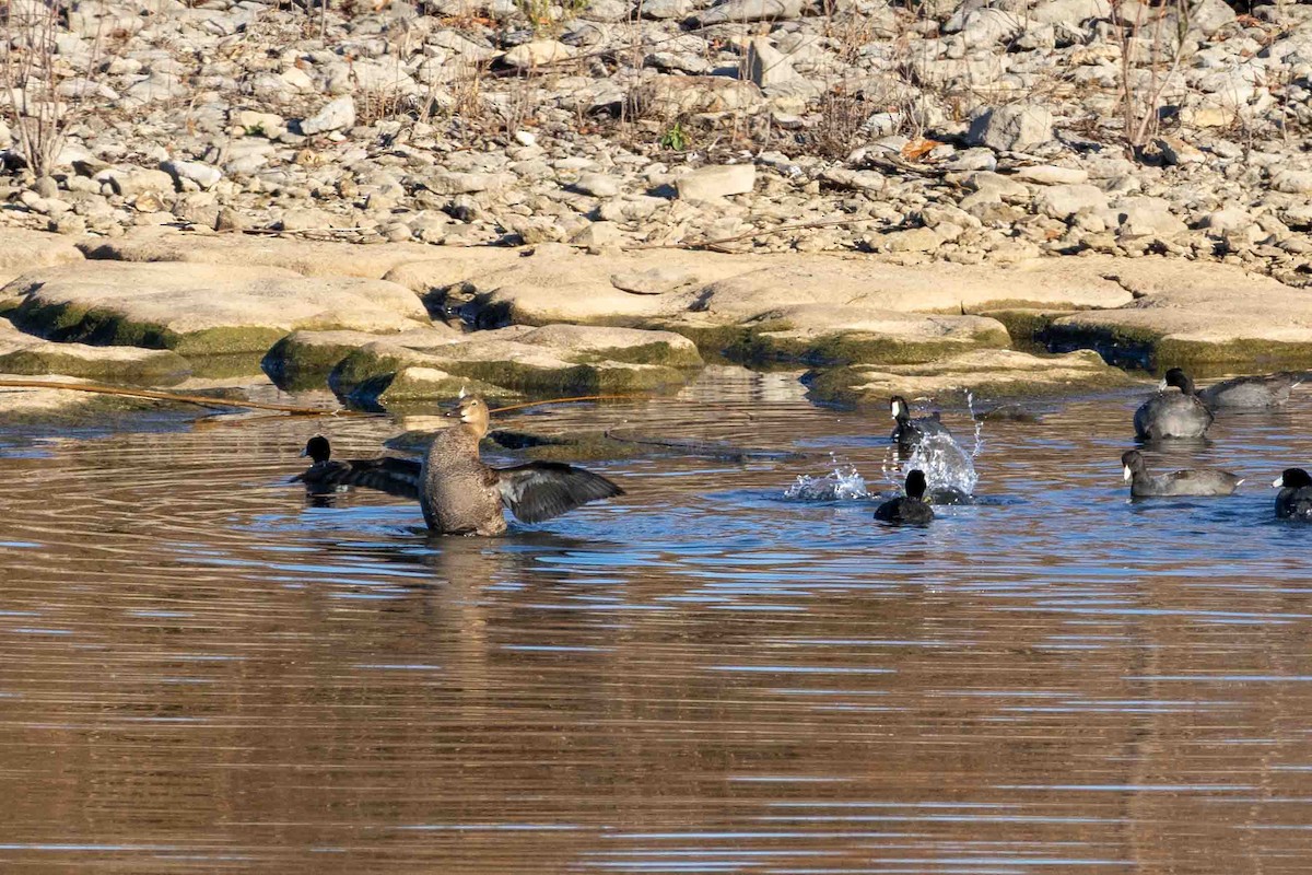 American Coot - ML647071191