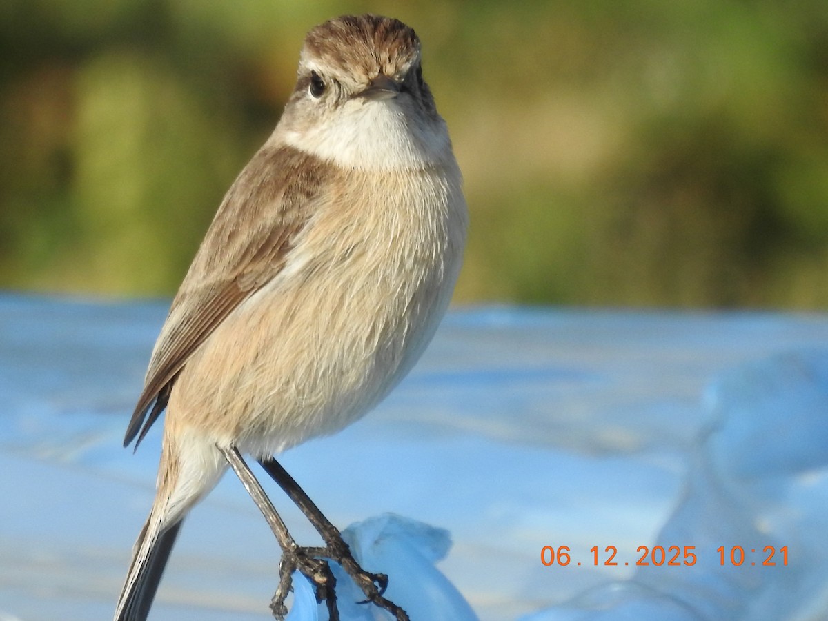 Fuerteventura Stonechat - ML647071194