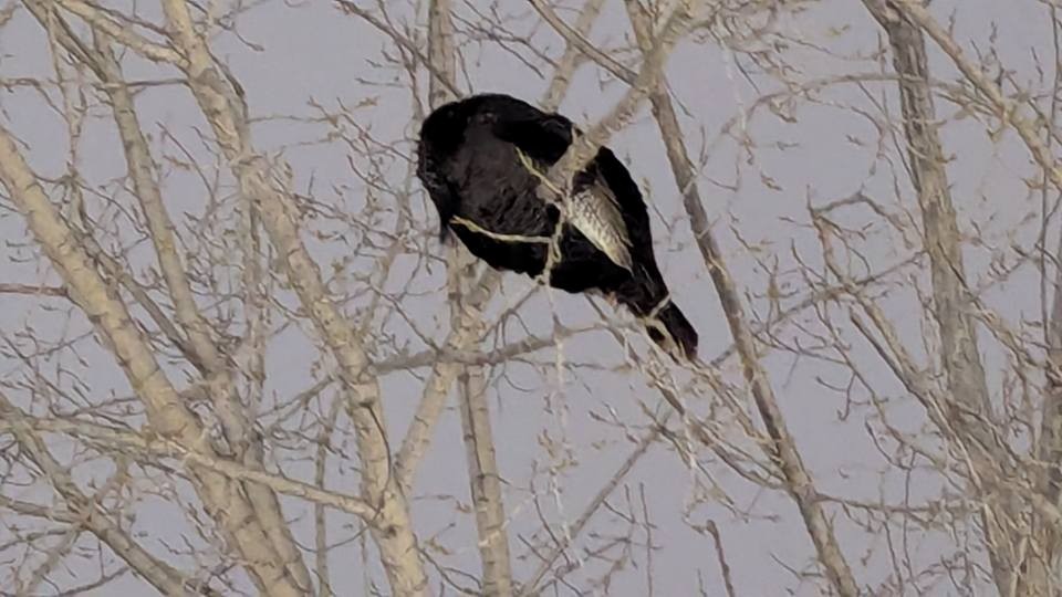 Wild Turkey - ML647071195