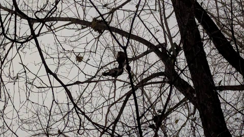 Wild Turkey - ML647071196