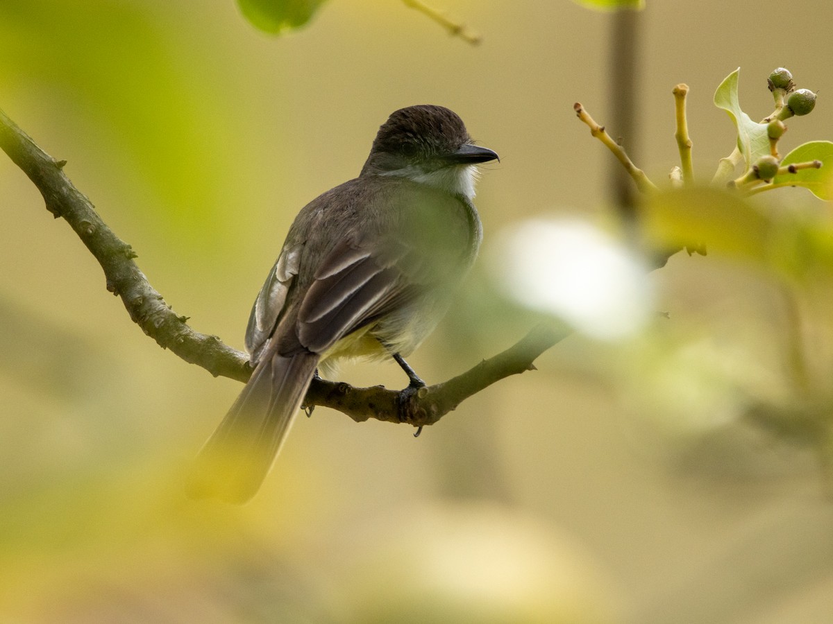 Short-crested Flycatcher - ML647071197