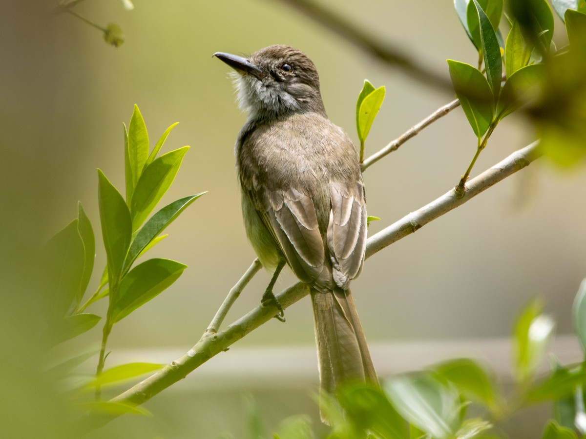 Yellow-bellied Elaenia - ML647071198