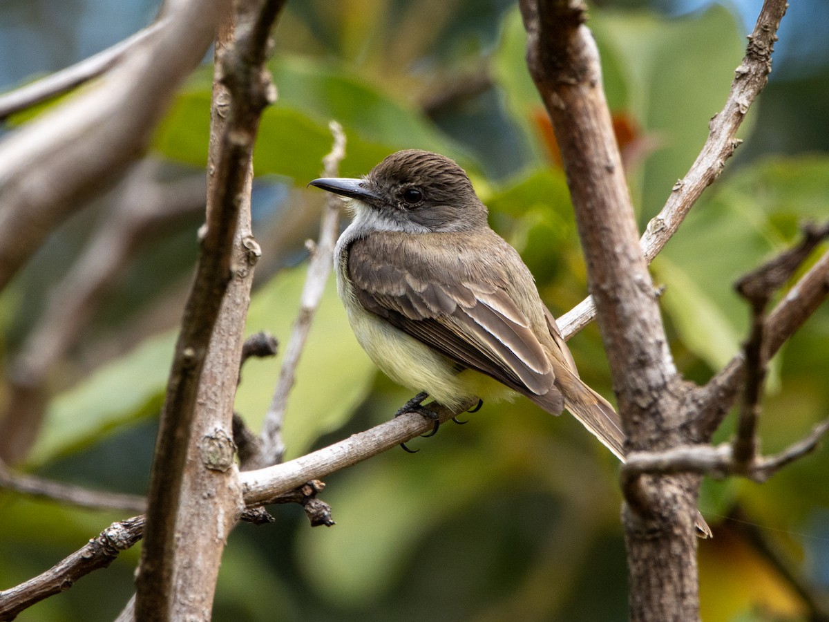 Yellow-bellied Elaenia - ML647071199