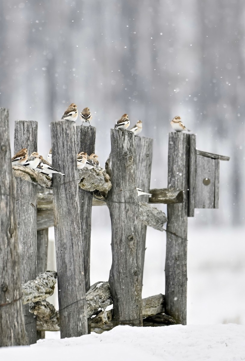 Snow Bunting - ML647071204