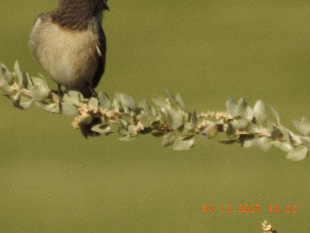 Fuerteventura Stonechat - ML647071211