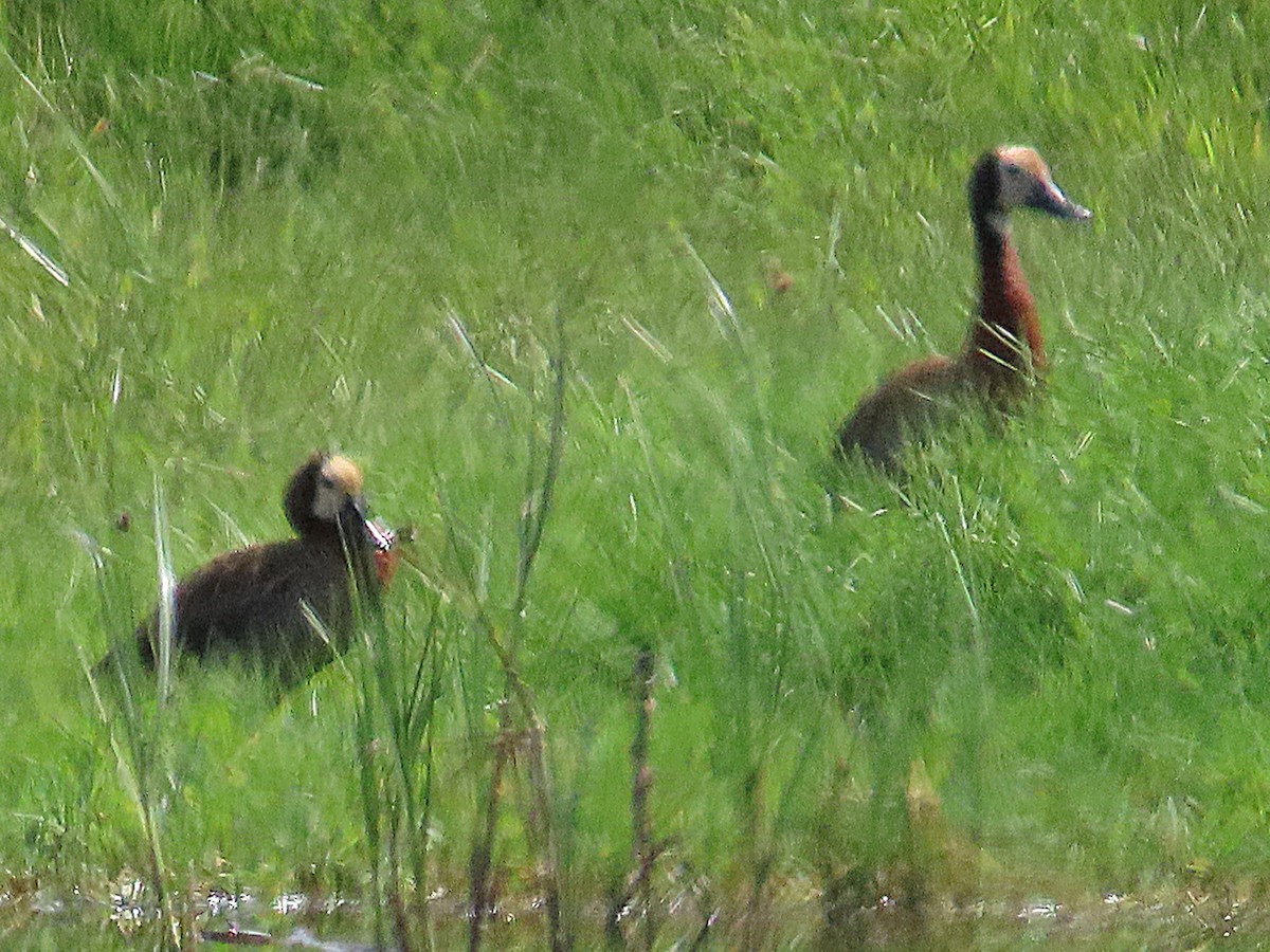 Ak Yüzlü Islıkçı Ördek - ML647071212