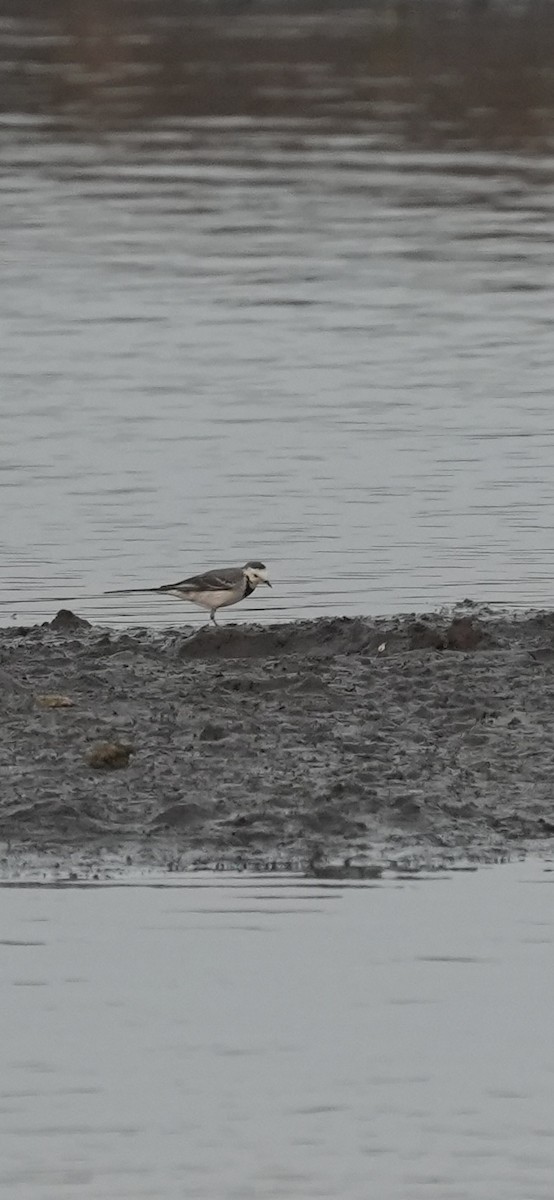 konipas bílý - ML647071229