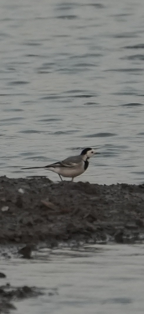 konipas bílý - ML647071230