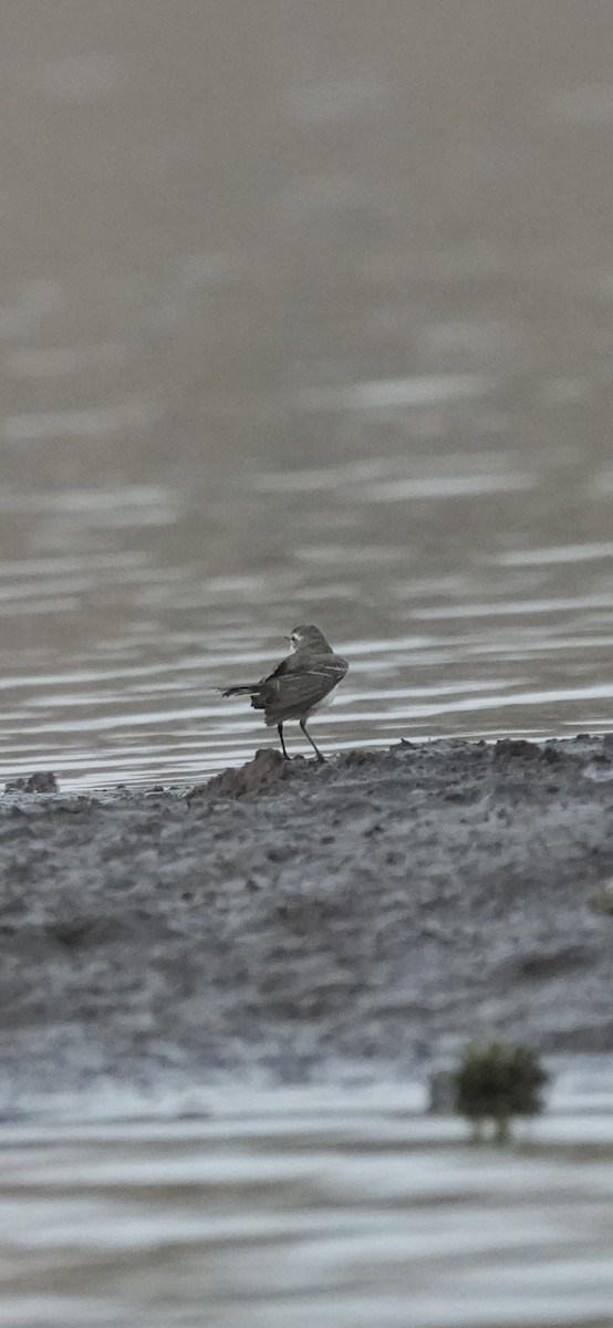 konipas bílý - ML647071231