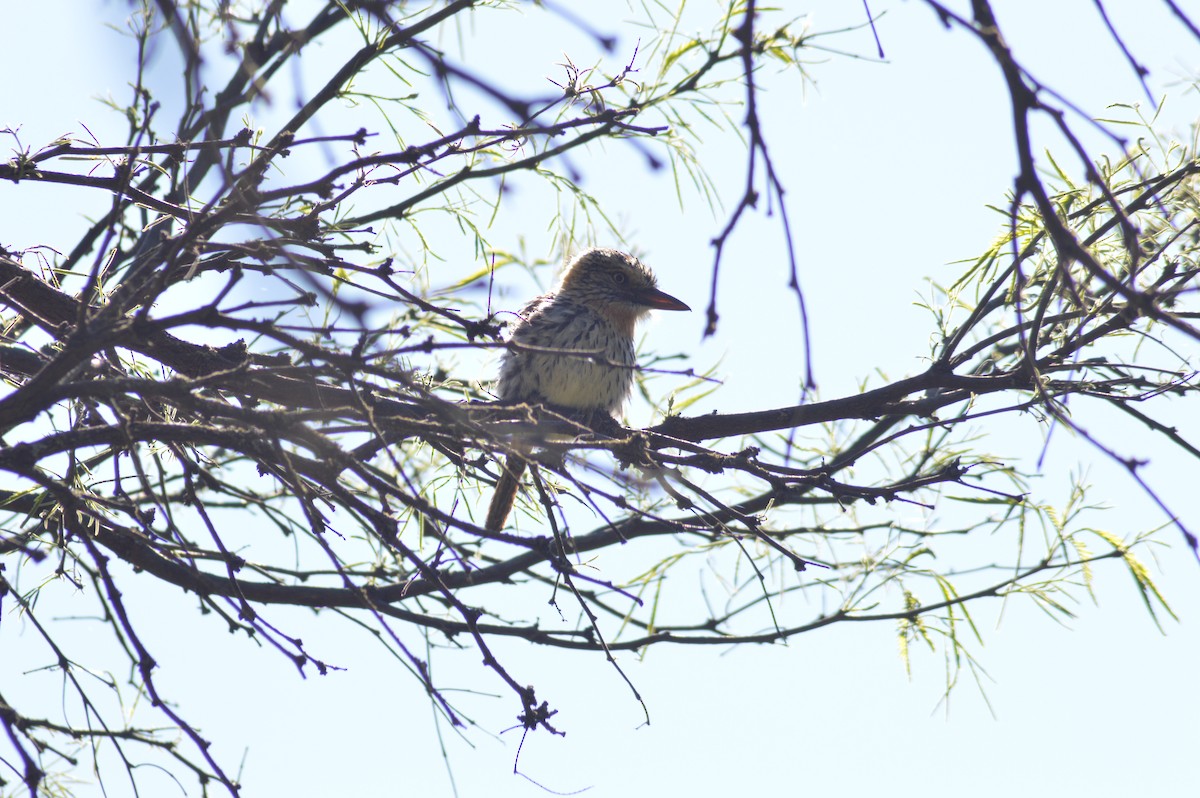Spot-backed Puffbird - ML647071233