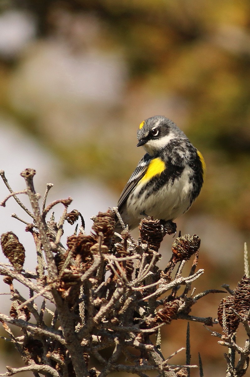 Yellow-rumped Warbler - ML647071235