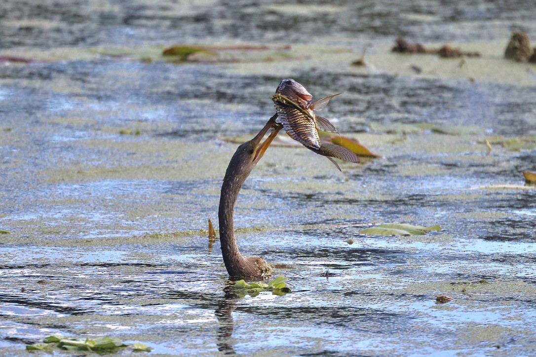 Anhinga amerikarra - ML647071238