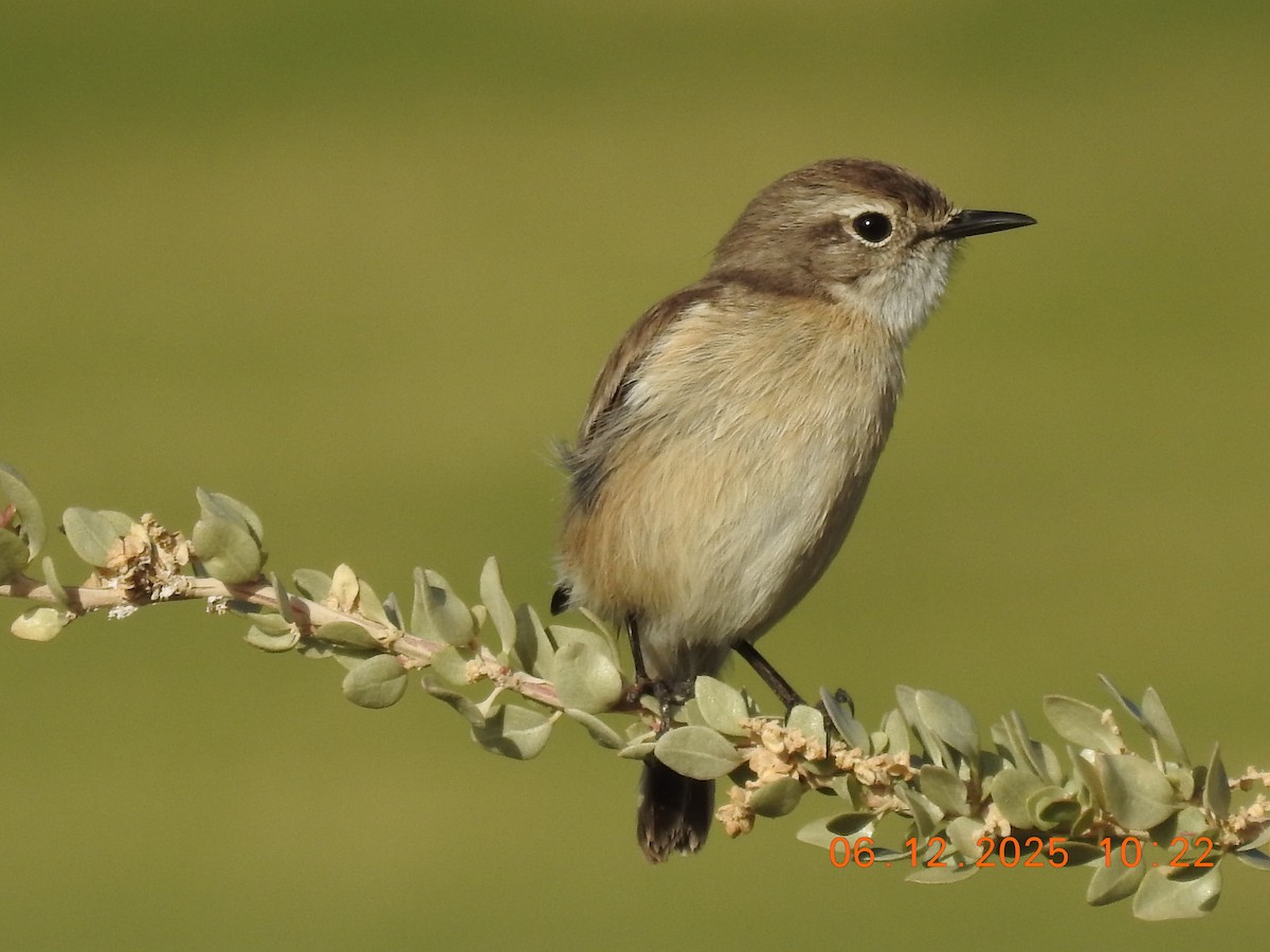 Fuerteventura Stonechat - ML647071240