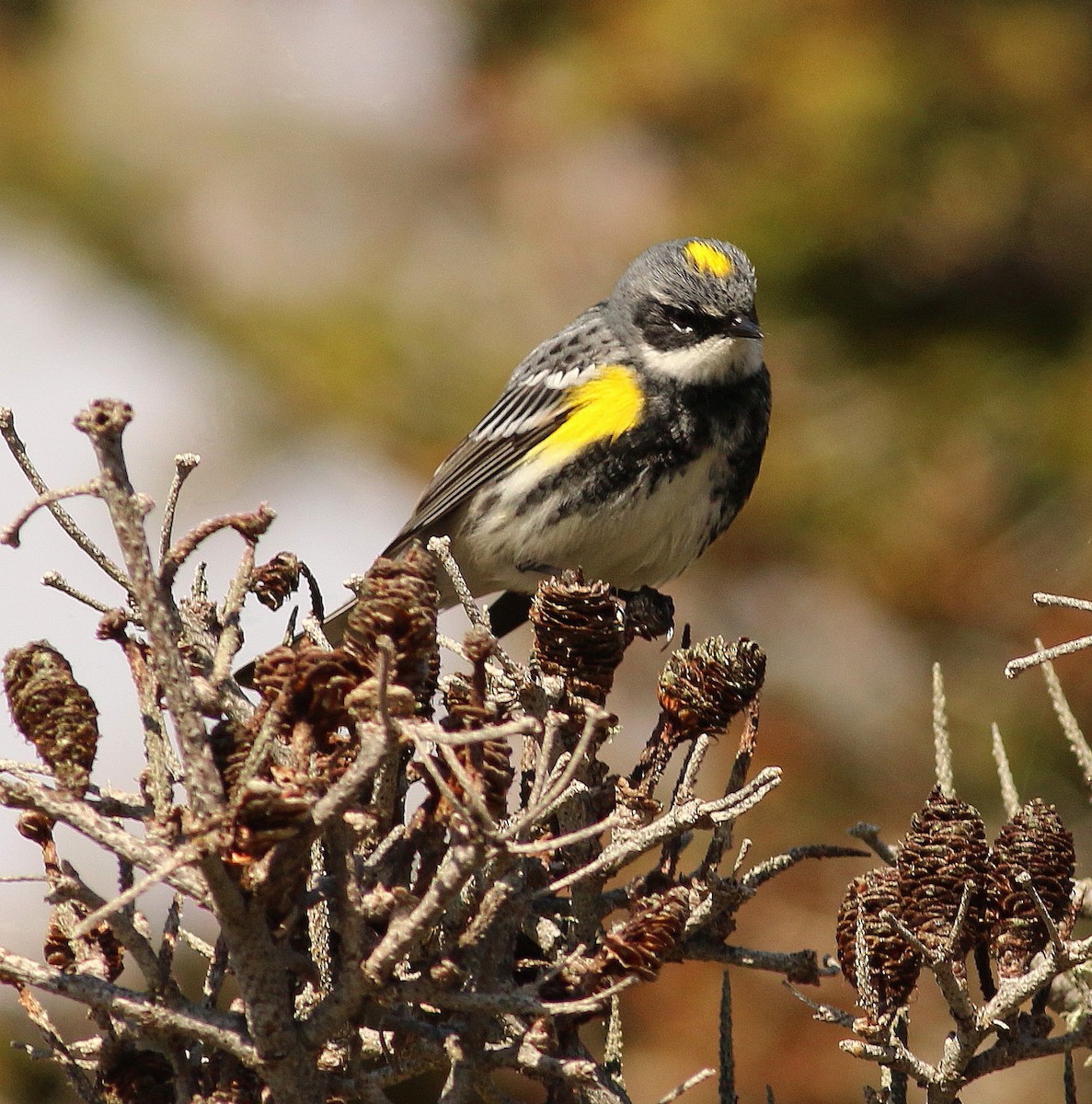 Yellow-rumped Warbler - ML647071246