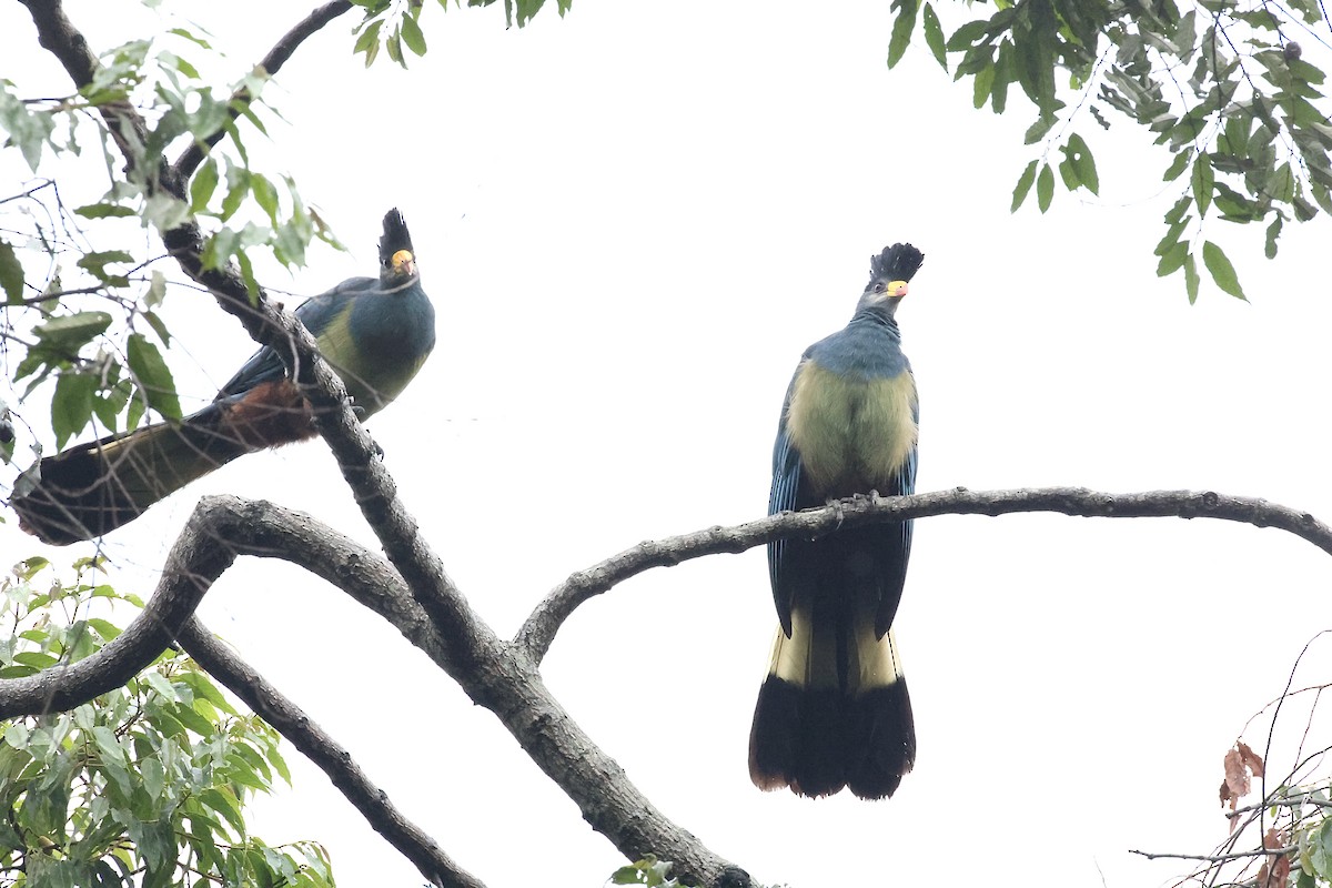 Great Blue Turaco - ML647071249