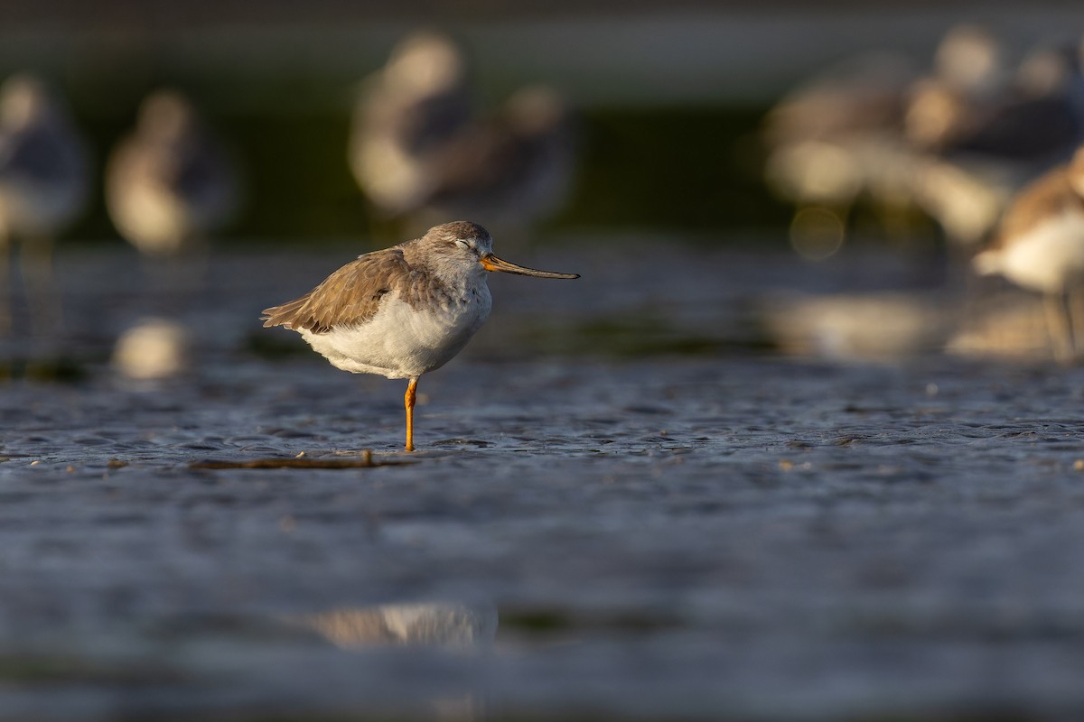 Terek kuliska - ML647071253